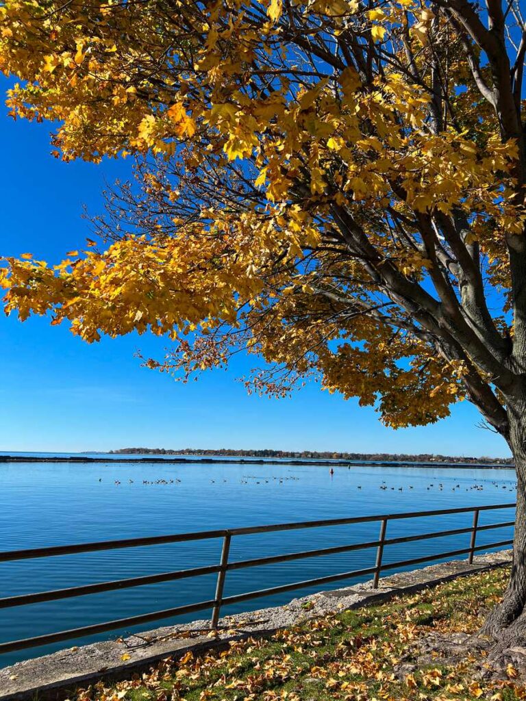 a tree with fall colors stands next to Lake Erie along the Buffalo riverwalk